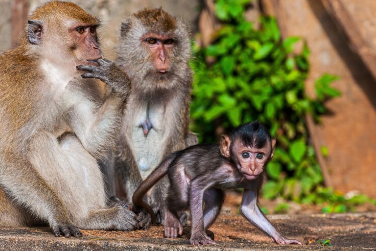 Inggris Raya Heboh! Terkuak Group Daring Penikmat Video Penyiksaan Monyet, Video Diduga Didapat Dari Sekelompok WNI, Begini Rincian Kasusnya