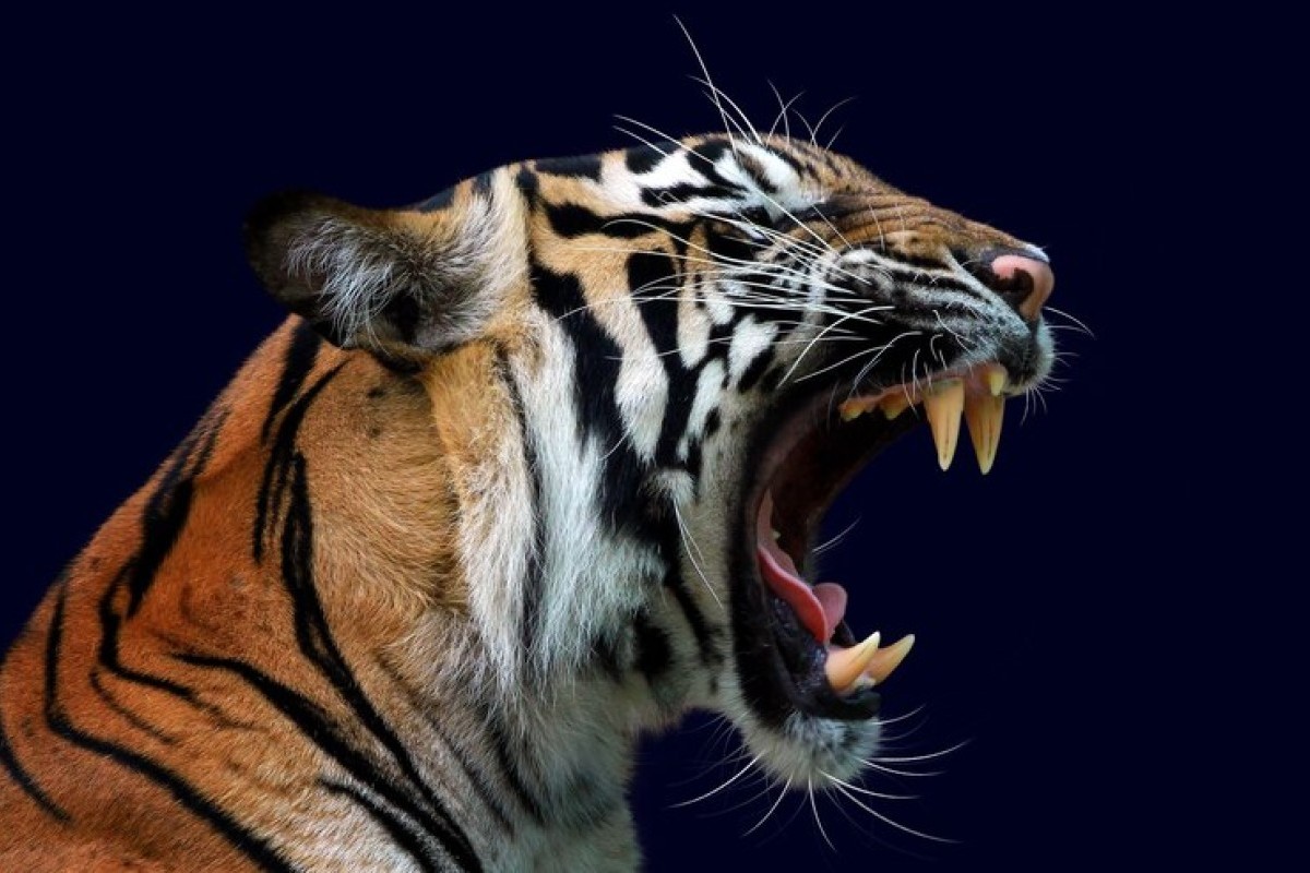 Fakta Menarik Harimau dan Beragam Manfaatnya yang Kini Terancam Punah: Jangan Lakukan Perburuan!