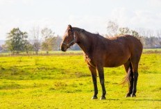 22 Keistimewaan Daging Kuda: Energi, Nutrisi, dan Manfaat Kesehatan yang Mungkin Belum Diketahui, Mau Coba?
