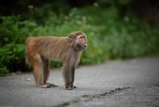 Siapa Holly Legresley? Wanita Asal Inggris Pemilik Akun Telegram Video Penyiksaan Monyet, Video Diduga Didapat Dari Sekelompok WNI