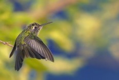 Rahasia Kesehatan dan Kemerduan Suara Burung, Mengungkap 4 Alasan Pentingnya Ebod Joss bagi Burung Berkicau