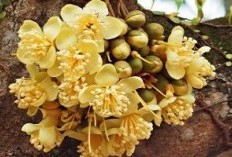6 Kekayaan Durian, Dari Buah Hingga Bunga: Manfaat dan Gizi yang Luar Biasa