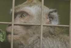 Viral! Sekelompok WNI Diduga Terlibat Dalam Pembuatan Video Penyiksaan Monyet, Video Diperjualbelikan Hingga Dunia Internasional, Pelaku Kini Berhasil Diringkus 