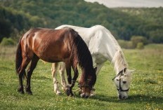 22 Keajaiban Dibalik Daging Kuda, Sumber Energi dan Nutrisi yang Ternyata Baik Bagi Tubuh, Sudah Pernah Coba?