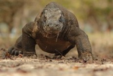 Eksplorasi 7 Manfaat Tersembunyi dari Keberadaan Hewan Komodo yang Mematikan, Reptil Purba Dengan Segudang Kebaikan