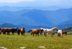 22 Manfaat Daging Kuda yang Tidak Banyak Orang Tahu, Mulai Dari Meningkatkan Stamina Hingga Menurunkan Berat Badan, Berminat Mencoba? 