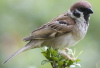 Beragam Manfaat Burung gereja Bagi mausia dan Lingkungan, Lebih dari Sekadar Burung Kicau yang Mengagumkan
