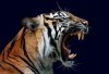 Fakta Menarik Harimau dan Beragam Manfaatnya yang Kini Terancam Punah: Jangan Lakukan Perburuan!