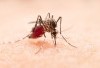 Jangan Buru-Buru Dipukul Kalau Digigit Serangga Penghisap Darah Ini, Berikut 8 Manfaat Gigitan Nyamuk: Ternyata Bisa Menghisap Kotoran Tubuh