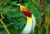 8 Manfaat Burung Cendrawash Bagi Ekosistem, Kecantikan yang Bernilai Lebih dari Sekedar Bulu